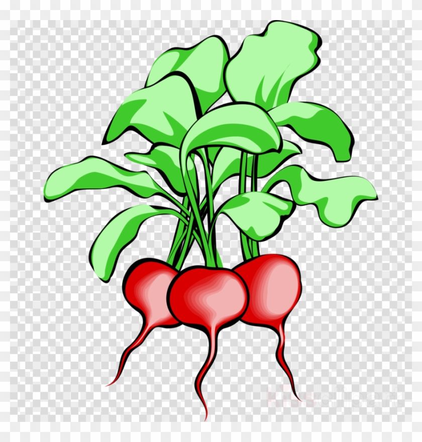 Beets Clipart Beetroot Sugar Beet Clip Art - Beets Clipart #1602245