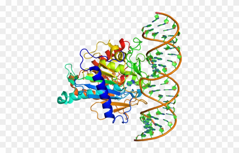 Adar - Adar1 Crystal Structure #1602448