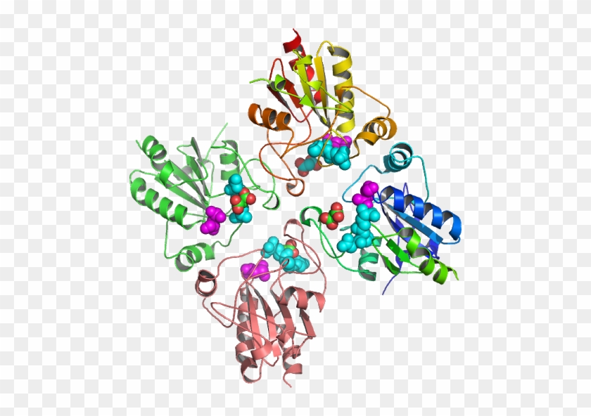 Biological Assembly Gpx 1 Tetrameric Structure With - Biological Assembly Gpx 1 Tetrameric Structure With #1602451