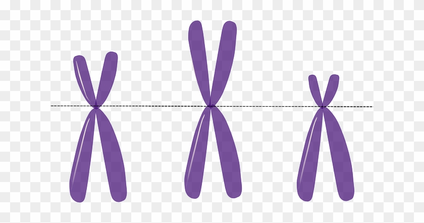 X Chromosome Clipart Transparent #1602462