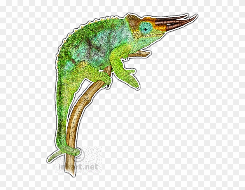 Wildlife Art Chameleons Dragons - Jackson's Chameleon Drawing #1602529