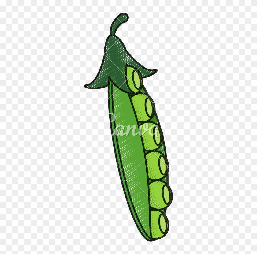 Drawing Of Peapod - Snap Pea #1603266