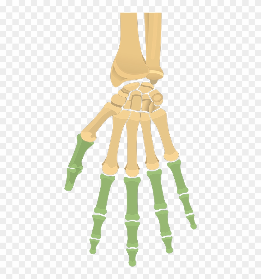Anterior View Of The Hand With The Phalanx Highlighted - Hand And Wrist Bones Unlabeled #1603316