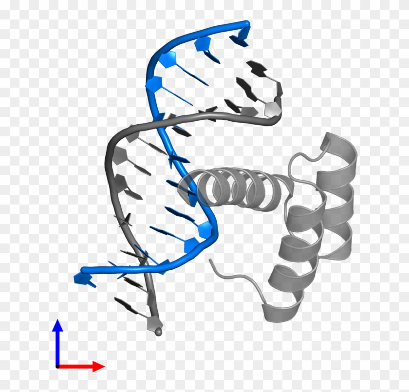 Pdb Entry 4rbo Contains 1 Copy Of 5' D 3' In Assembly - Networking Cables #1603321