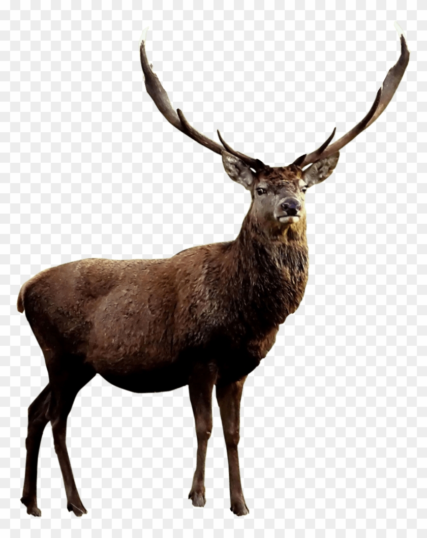 Free Woodland Animal Clip Art Moose - Qué Es Un Ciervo #1603916