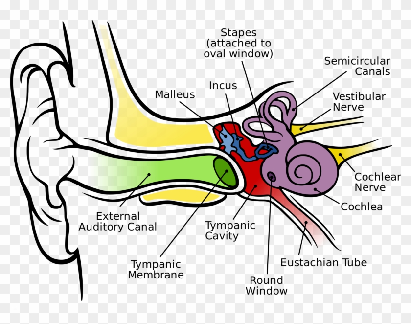 Wikipedia, The Free Encyclopedia - Parts Of Auditory System #249470