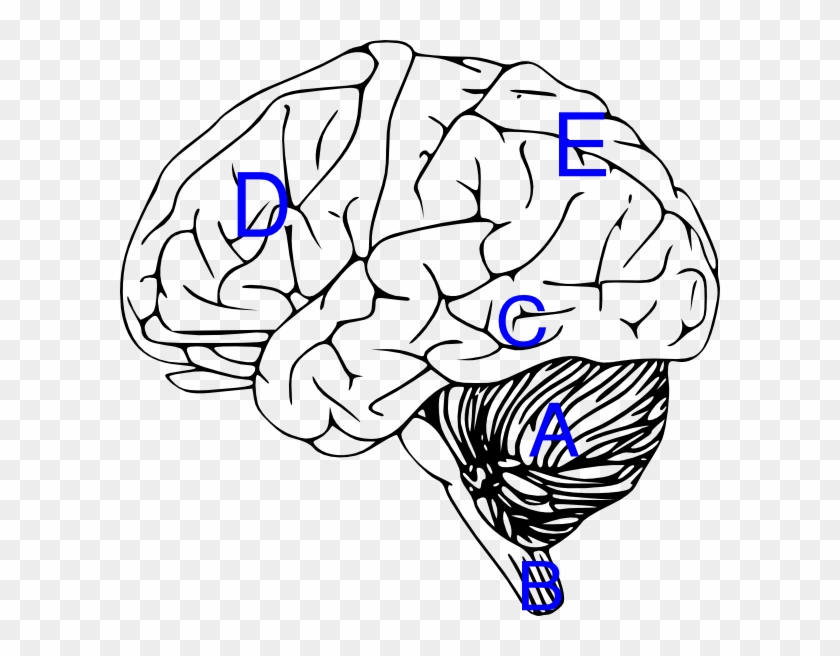 Brain With Labels Clip Art - Brain Stem Clip Art #249485
