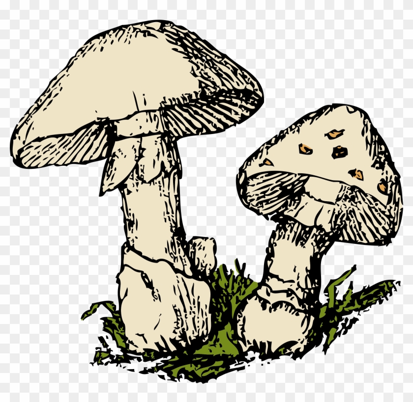 Clipart - Fungi Clipart #249725