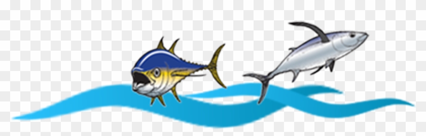 255-3128 - Atlantic Blue Marlin #1604403
