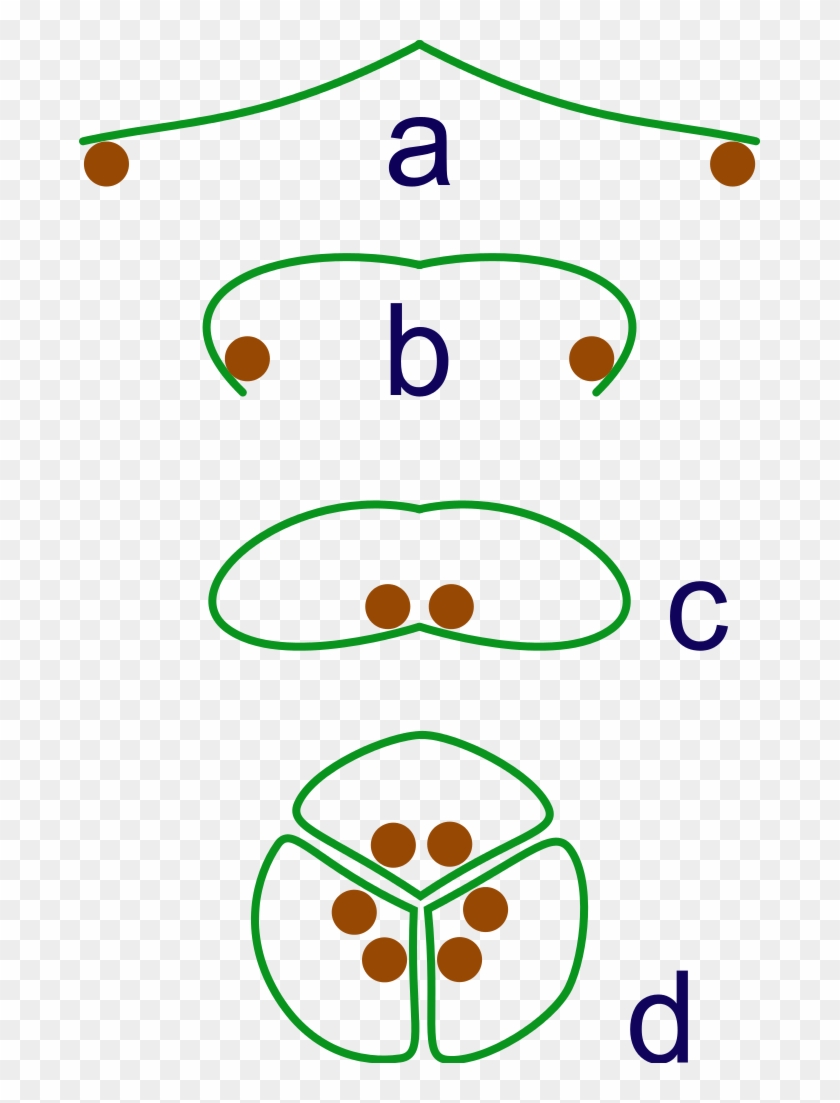 Clipart Info - Apocarp Syncarp #1604697