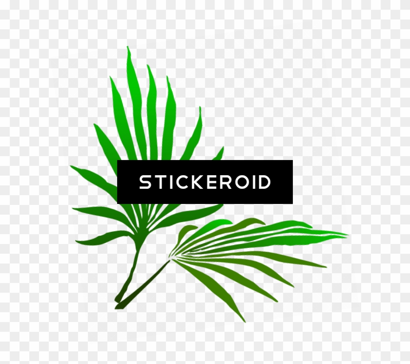 Sukkot Palm Branch - Palm Frond Clip Art #1605303