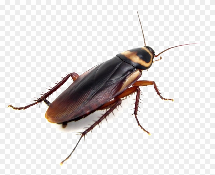 Png Images Transparent Free Transparent Background - Brown Banded Cockroach Roaches #1605305