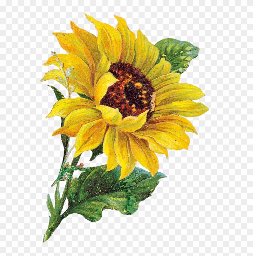 Sunflower Clip Art Borders - Vintage Sunflower Clipart #1606927