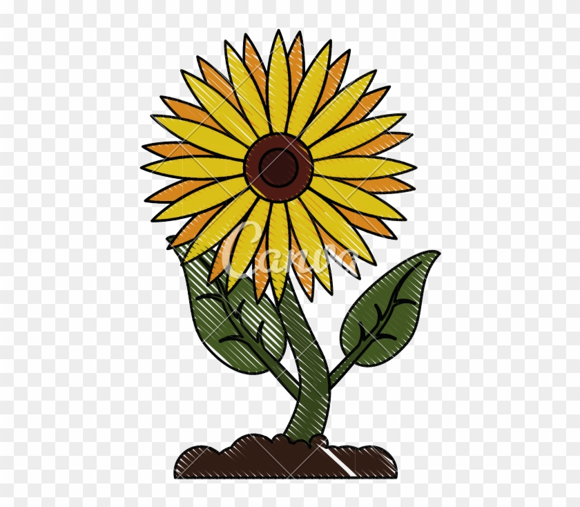 Beautiful Sunflower Isolated - Illustration #1606933