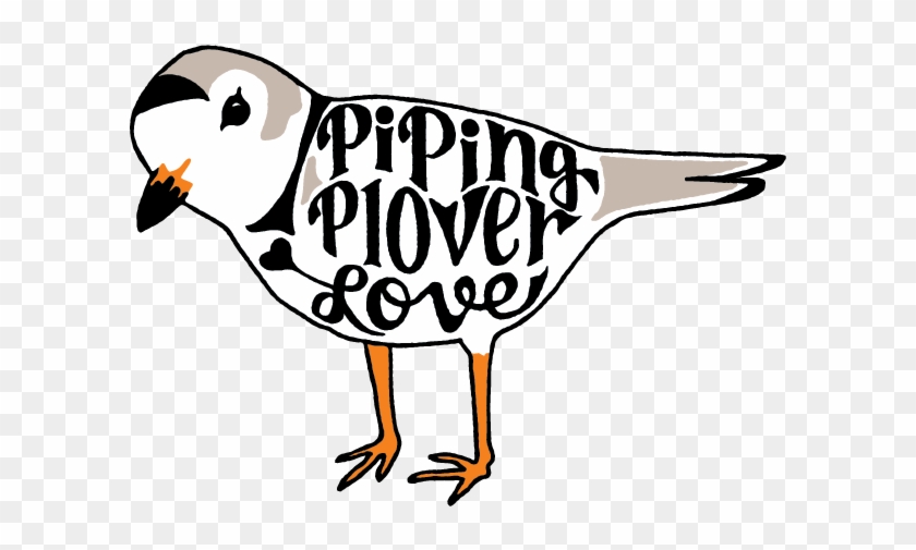 623 X 438 1 - Piping Plover Clipart #1607869