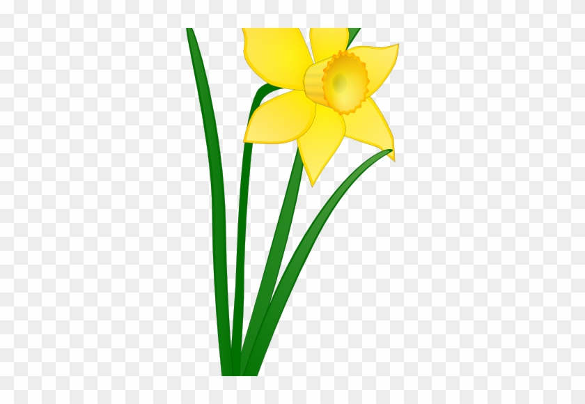 13 Mar 2015 - Welsh Daffodil Clip Art #1608641