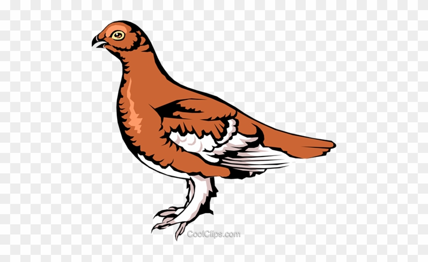 Grouse Royalty Free Vector Clip Art Illustration - Phasianidae #1608940