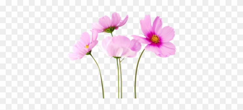 400 X 307 8 - Cosmea Flower Flower Png #1609543