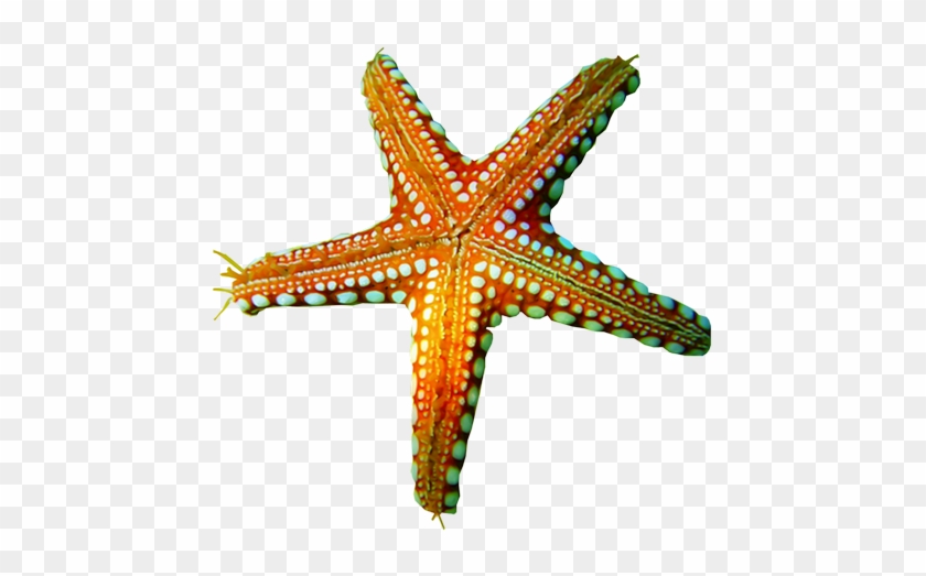 More Free Starfish Png Images - Морская Звезда Клипарт #1610839