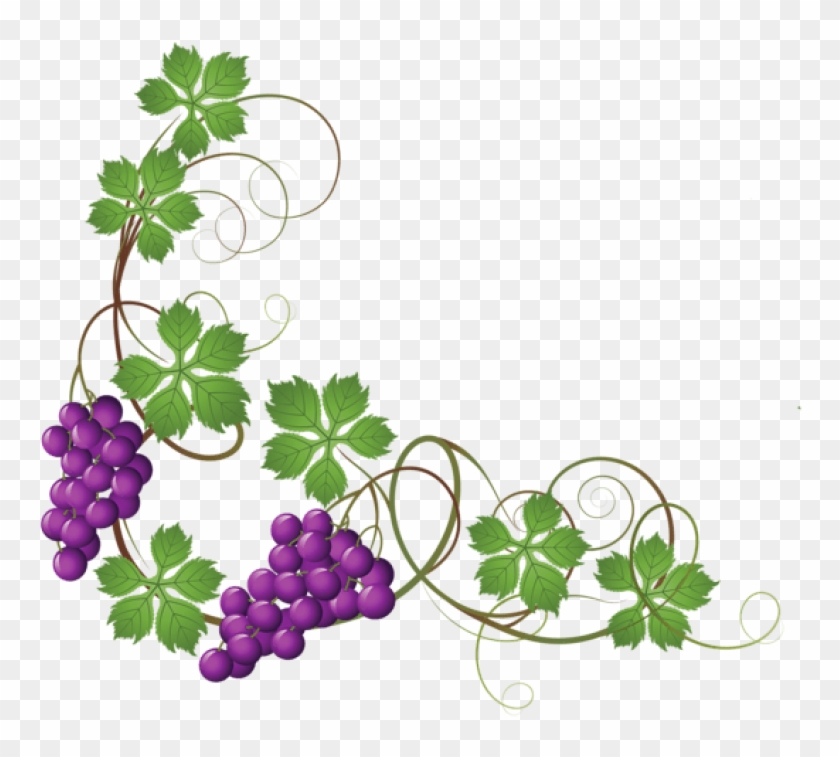 Free Png Download Transparent Vine Decorationpicture - Grape Vine Clipart Png #1611044