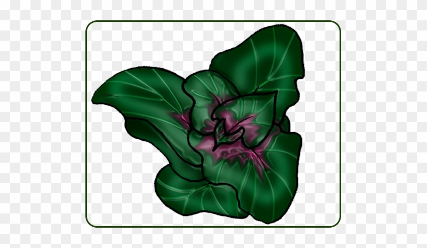 Red Orach - Cyclamen #1611052