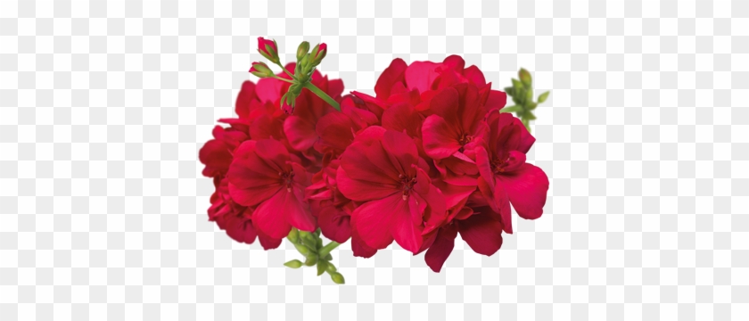 Clipart Best - Bougainvillea #1611058