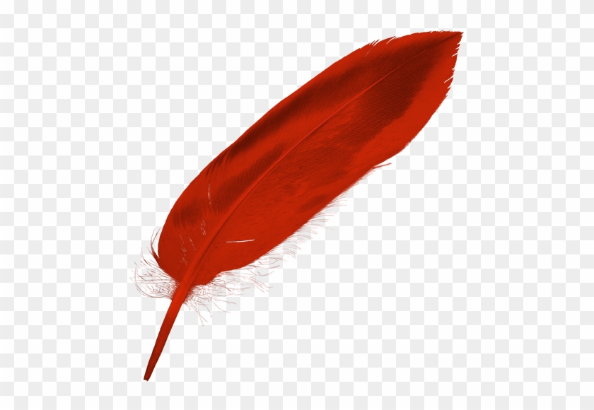 Red Feather Png - Red Feathers Png #1611541