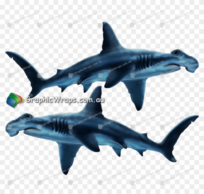 Graphic Wraps Stickers - Great White Shark #1611769