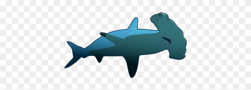 Hammerhead Shark - Tiburon Martillo Png #1611776