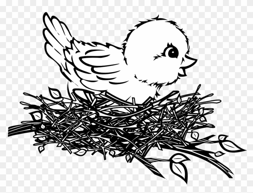 Baby, Bird, Chick, Nest - Baby Bird In Nest Drawing #1612020