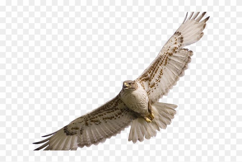 Red Tailed Hawk Clipart Soaring - Red Tail Hawk Png #1612023