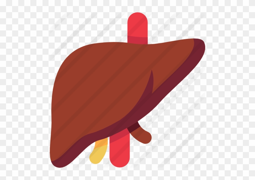 Liver Free Icon - Transparent Background Liver Clip Art #1612351