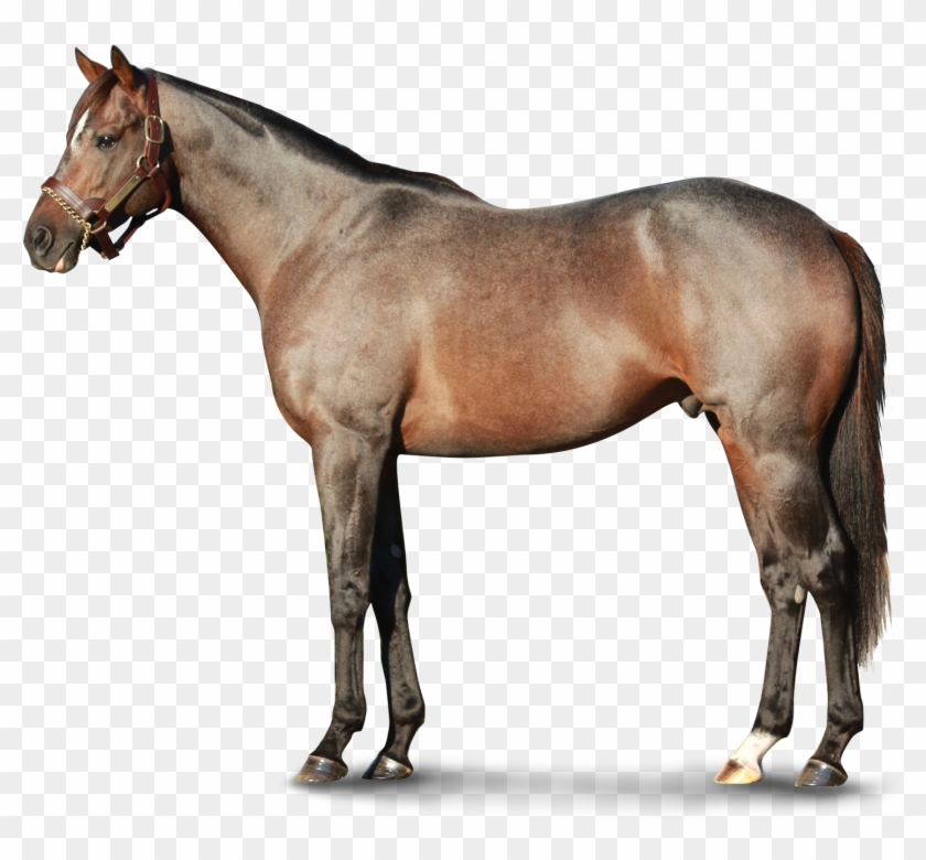 Calumet Farm Transparent Background - Horse #1612661