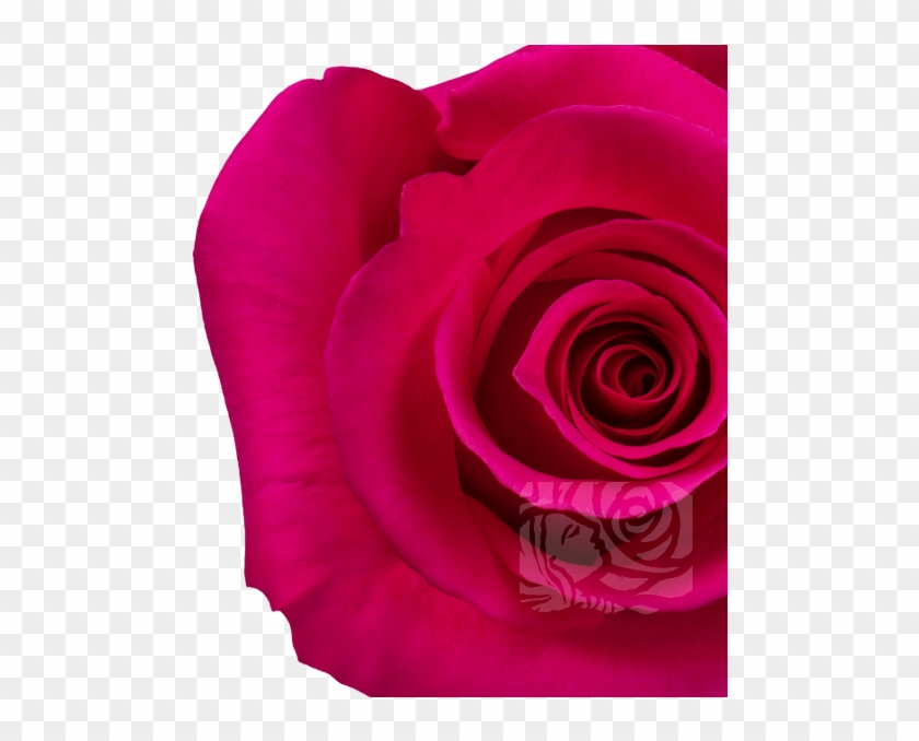 Dark Pink Roses - Floribunda #1613184