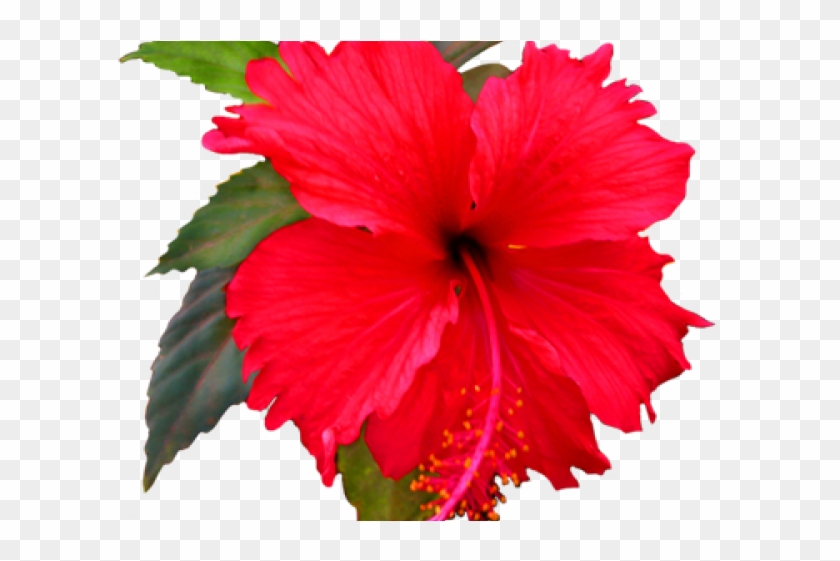 Flower Clip Art #1614135