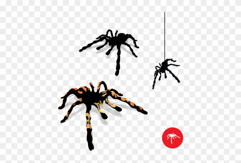 Halloween Dragonartz Designs - Spider Vector #1614182