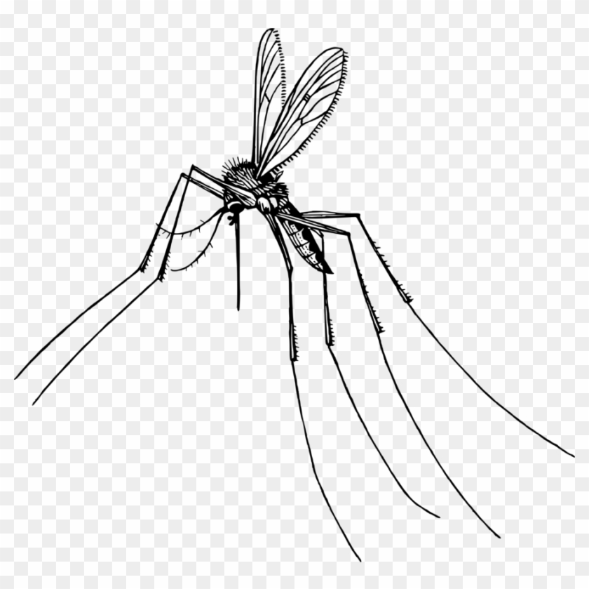 Mosquitoes' Attack On Wisconsin - Gnat Clipart #1614248
