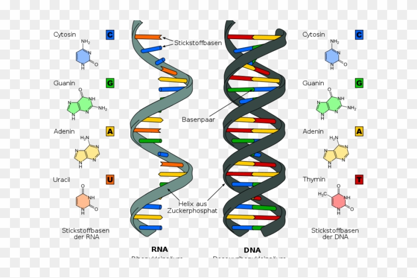 Dna Structure Clipart Differential Diagnosis - Nucleic Acids #1614814