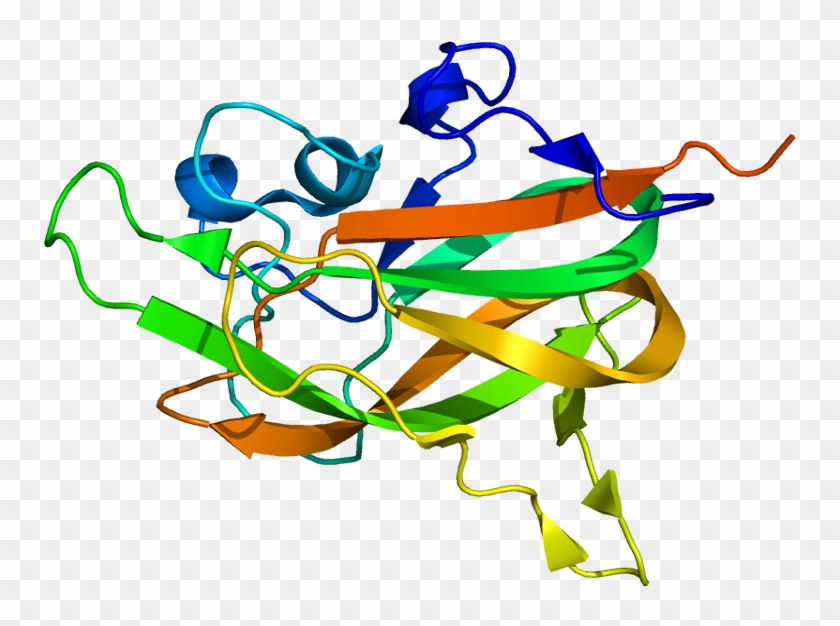 Neuropilin 1 Wikipedia Rh En Wikipedia Org Npr Clip - Illustration #1614815