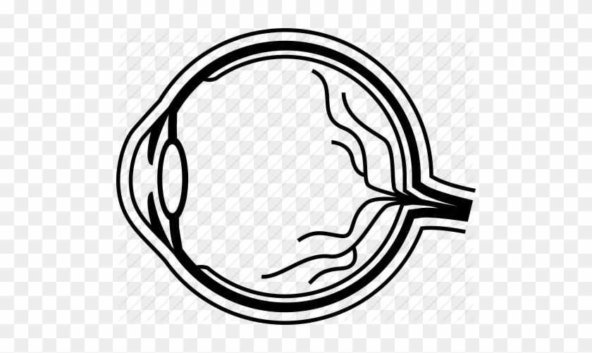 512 X 421 8 - Eye Anatomy Clip Art #1614846