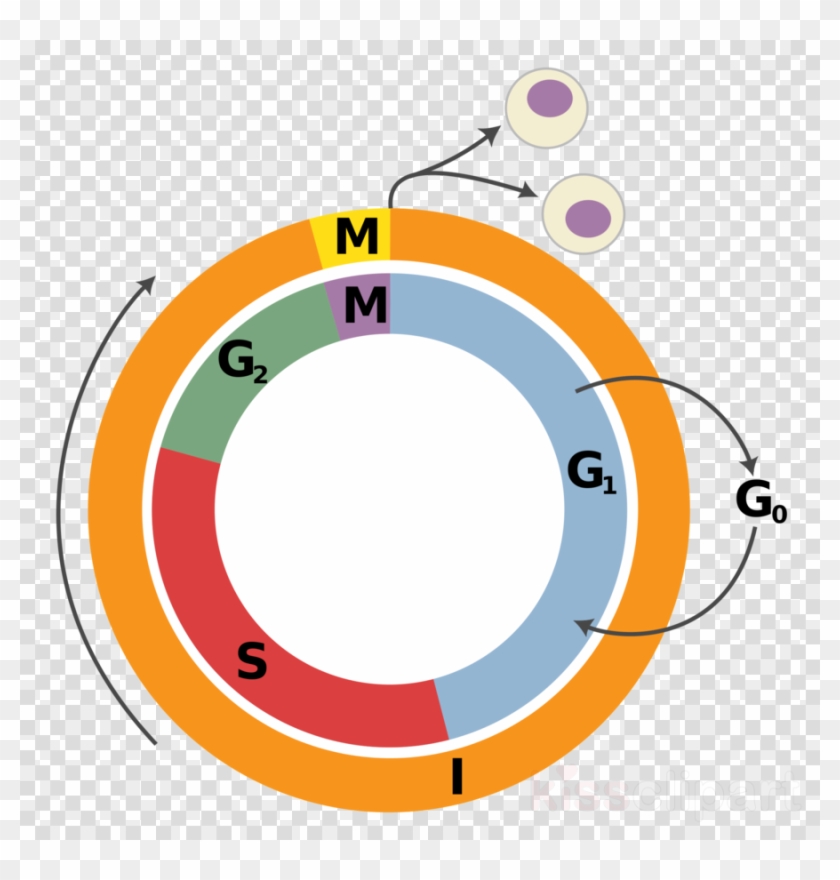 Cell Cycle Png Clipart Cell Cycle Mitosis Cell Division - Cell Cycle Png #1617562