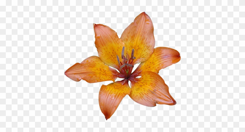 Welcome To Our Hand Picked Orange Lily Clipart Page - Orange Flowers White Background #1618002