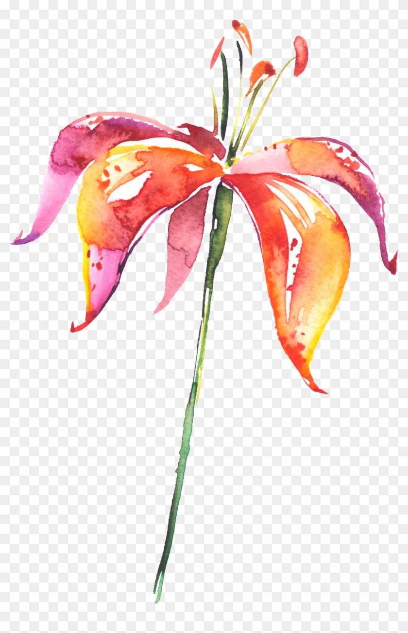 Drawn Lily Orchid Flower - Painted Lilium Flowers Png #1618006