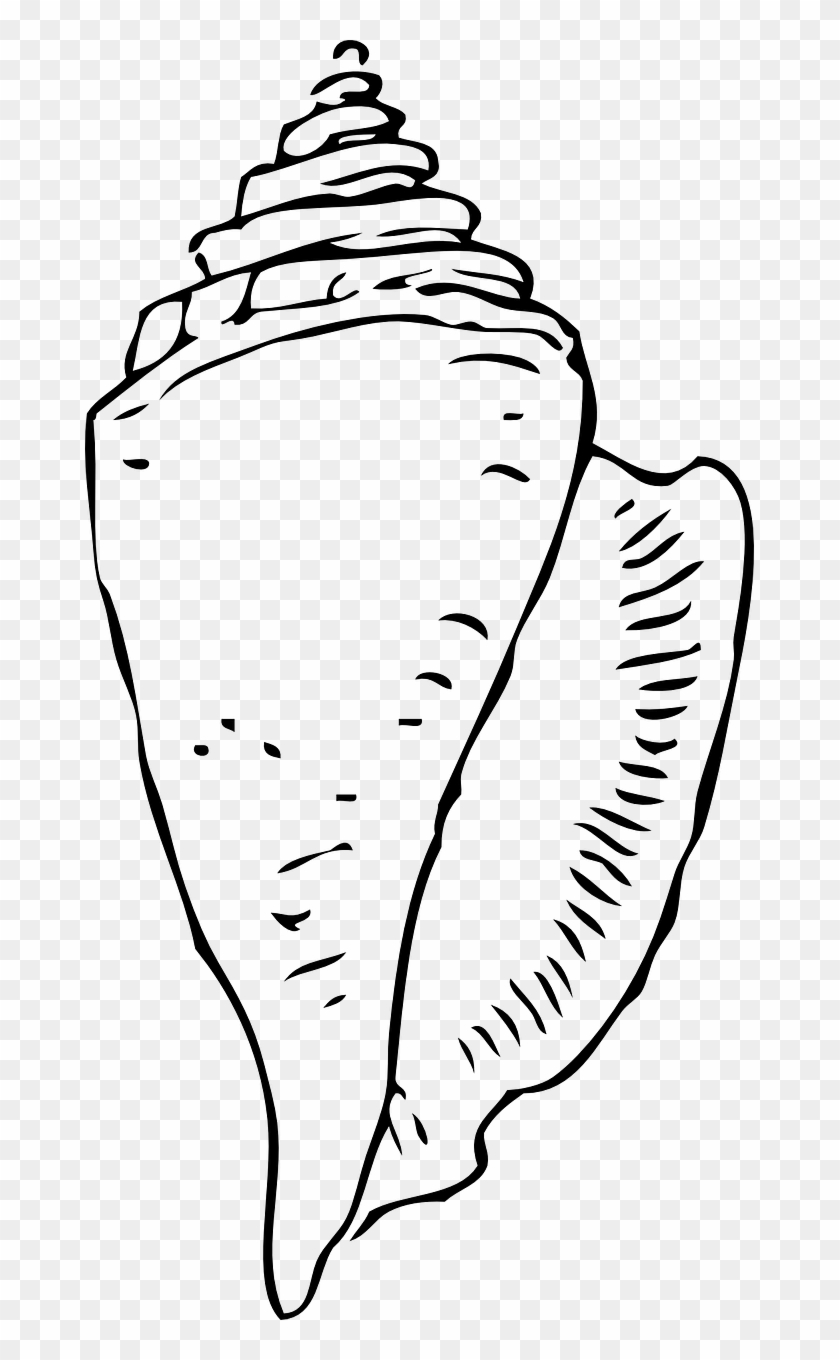 Conch Shell,seashell,conch,sea Snail,siphonal Canal,strombus,spiral - Clip Art Black And White Shell #1619183