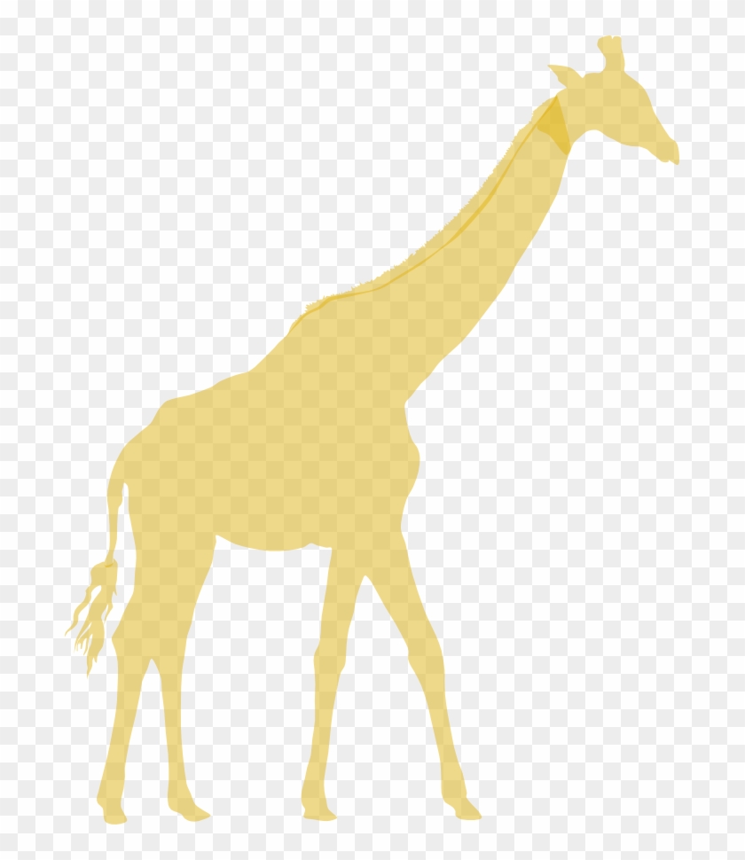 Giraffe #1619661