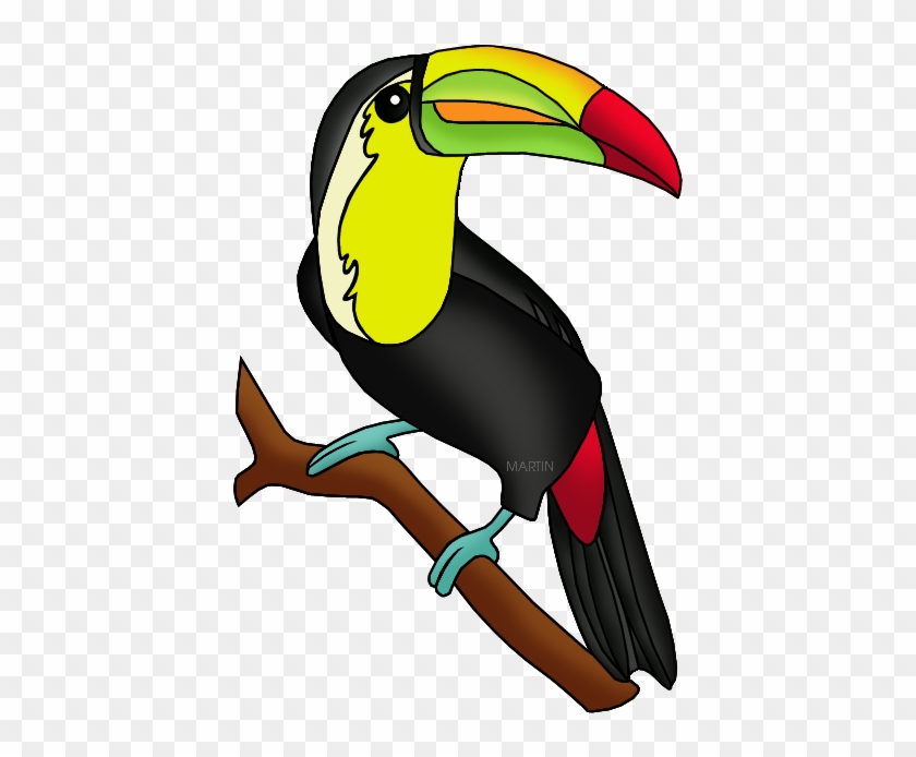 Toucan - Amazon Rainforest Animals Clipart #1620382