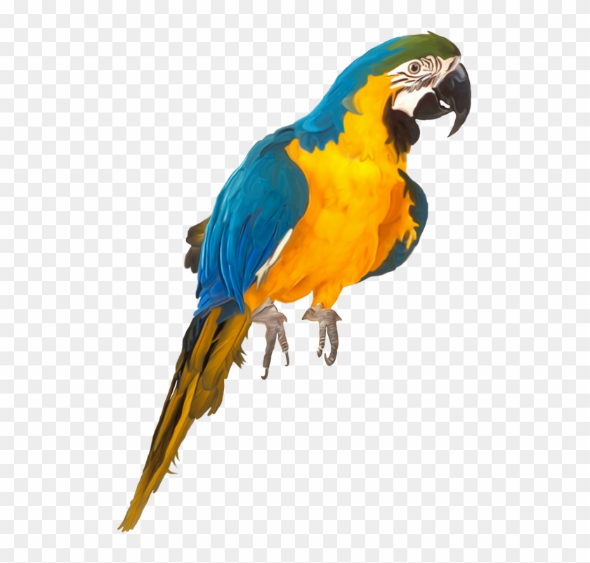 Oiseaux,birds Parrots, Clip Art, Birds, Parrot, Illustrations, - Parrot Psd #1620391