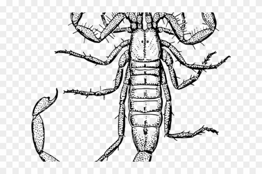 Original - Death Stalker Scorpion Drawing #1620670
