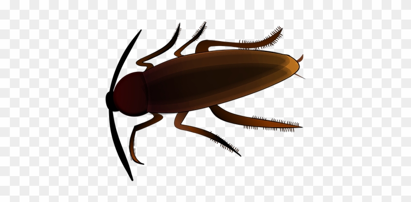Insect, Creepy, Cockroach, Scrape - Kakerlake Png #1622015