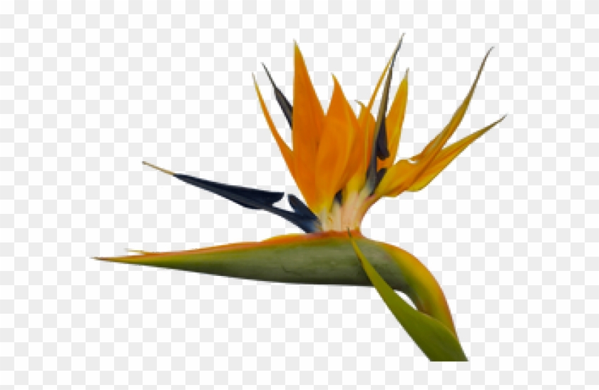Bird Of Paradise Clipart Paradise Plant , Png Download - Birds Of Paradise Png #1622291